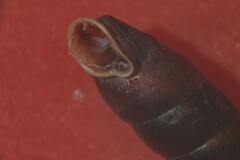 Clausilia rugosa parvula