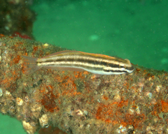 Petroscirtes fallax