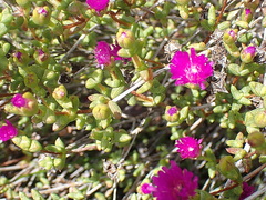 Ruschia virgata