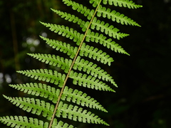 Dennstaedtia obtusifolia