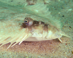 Pseudorhombus jenynsii