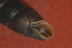 Clausilia rugosa parvula