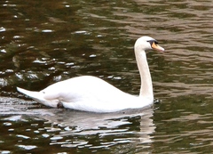 Cygnus olor