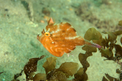 Brachaluteres jacksonianus