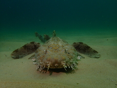 Orectolobus halei