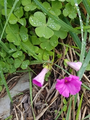Oxalis articulata