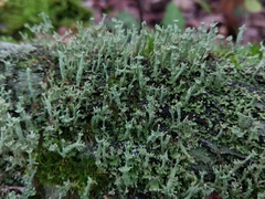 Cladonia polydactyla
