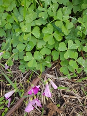Oxalis articulata