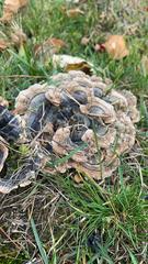 Trametes versicolor