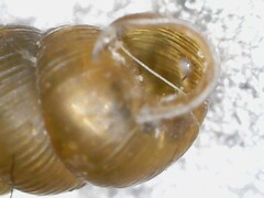 Truncatellina callicratis