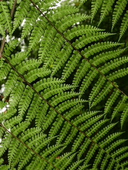 Dennstaedtia obtusifolia