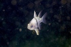 Sphaeramia orbicularis