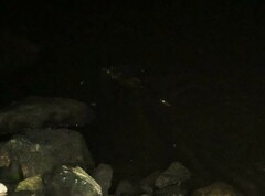 Hydromys chrysogaster