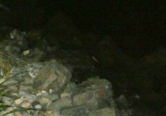 Hydromys chrysogaster