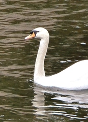 Cygnus olor