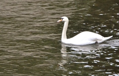 Cygnus olor