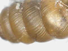 Truncatellina callicratis