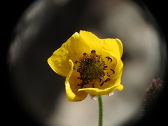 Ranunculus asiaticus