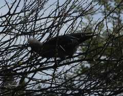 Corythaixoides concolor