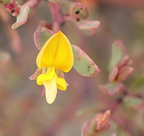 Image of Rafnia capensis by no rights reserved