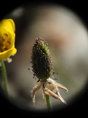 Ranunculus asiaticus