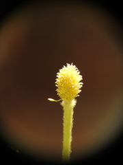 Ranunculus asiaticus