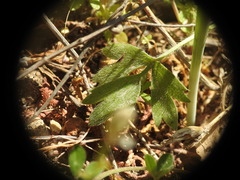 Ranunculus asiaticus