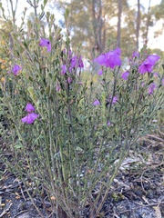Tetratheca labillardierei