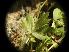 Ranunculus asiaticus