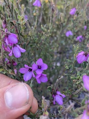 Tetratheca labillardierei