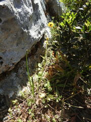 Ranunculus asiaticus