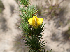 Aspalathus sceptrum-aureum