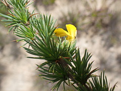 Aspalathus sceptrum-aureum