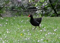 Gallinula chloropus