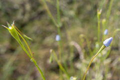 Wahlenbergia multicaulis