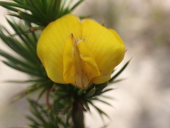 Aspalathus sceptrum-aureum