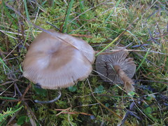 Clitocybe metachroa