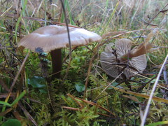Clitocybe metachroa