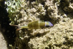 Monotaxis heterodon