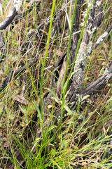 Wahlenbergia multicaulis