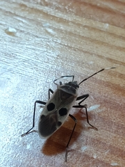 Physopelta fusciscutellata