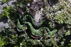 Tridacna squamosa