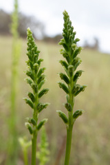 Microtis arenaria
