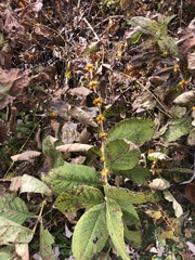 Triosteum aurantiacum