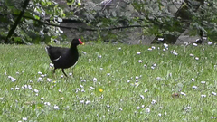 Gallinula chloropus
