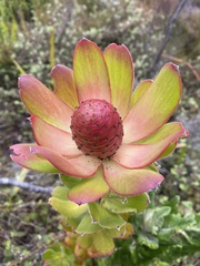 Leucadendron strobilinum