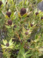 Leucadendron strobilinum