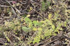 Cerastium glomeratum