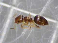 Brachymyrmex
