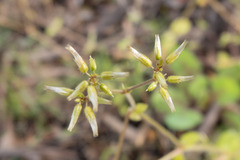 Cerastium glomeratum